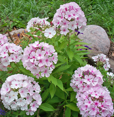 pretty flowers